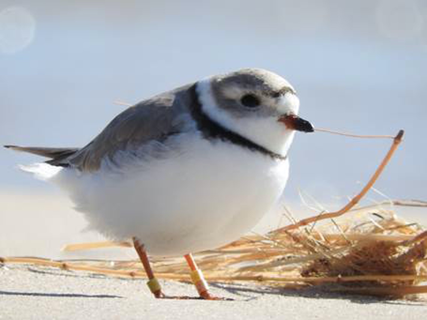 Piping Plover with leg bands
