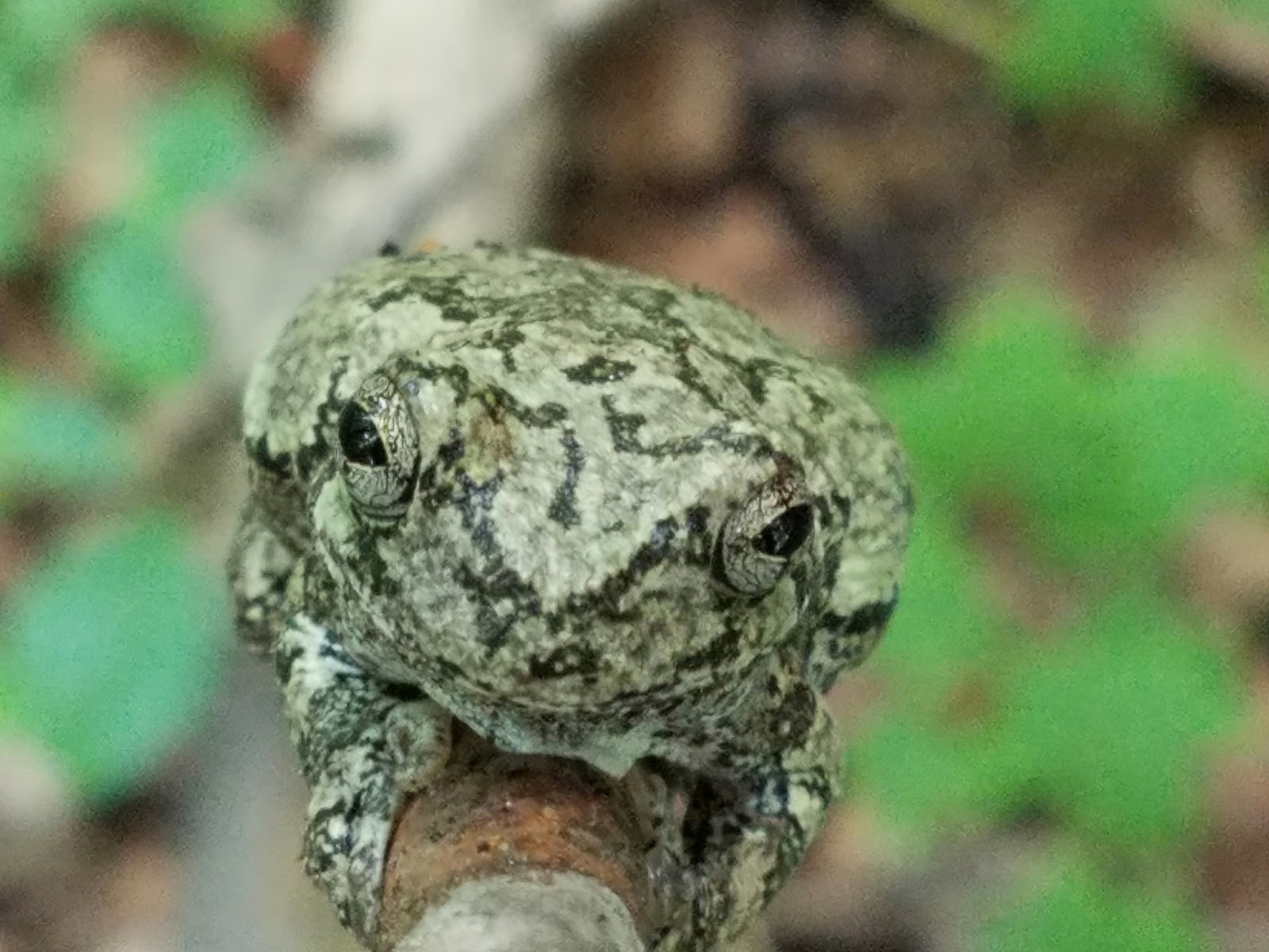 stewardship intern - treefrog
