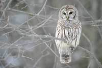 Barred owl