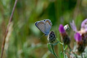 Karner blue butterfly